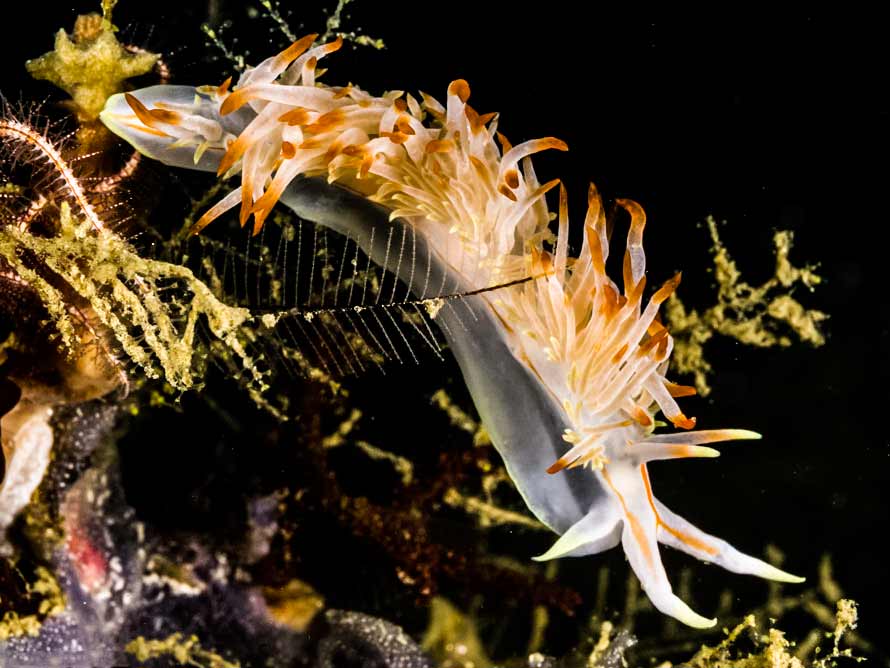 Caloria militaris